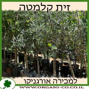 עץ זית קלמטה 25 ליטר למכירה - מחיר