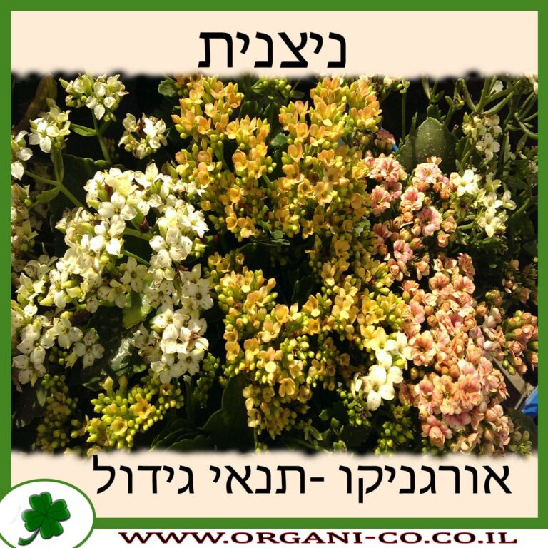 ניצנית ניצנית