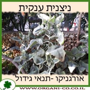 ניצנית ענקית