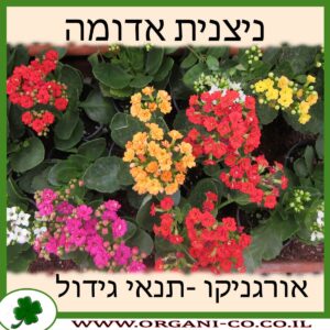 ניצנית אדומה