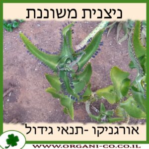 ניצנית משוננת