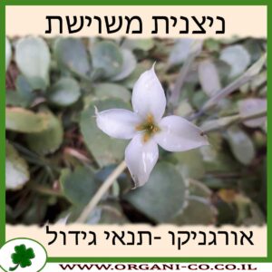 ניצנית משוישת