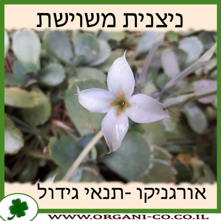 ניצנית משוישת