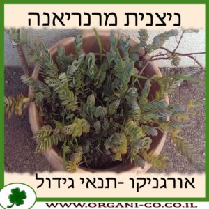 ניצנית מרנריאנה