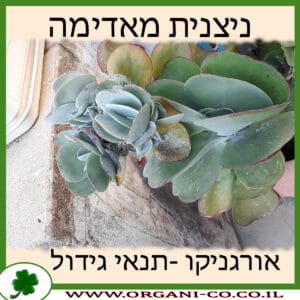 ניצנית מאדימה