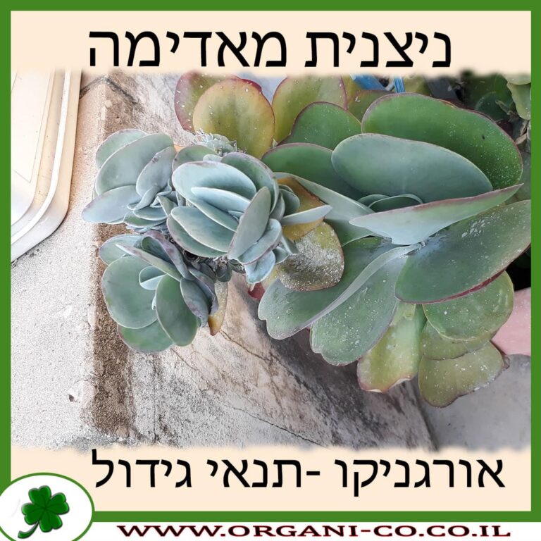 ניצנית מאדימה