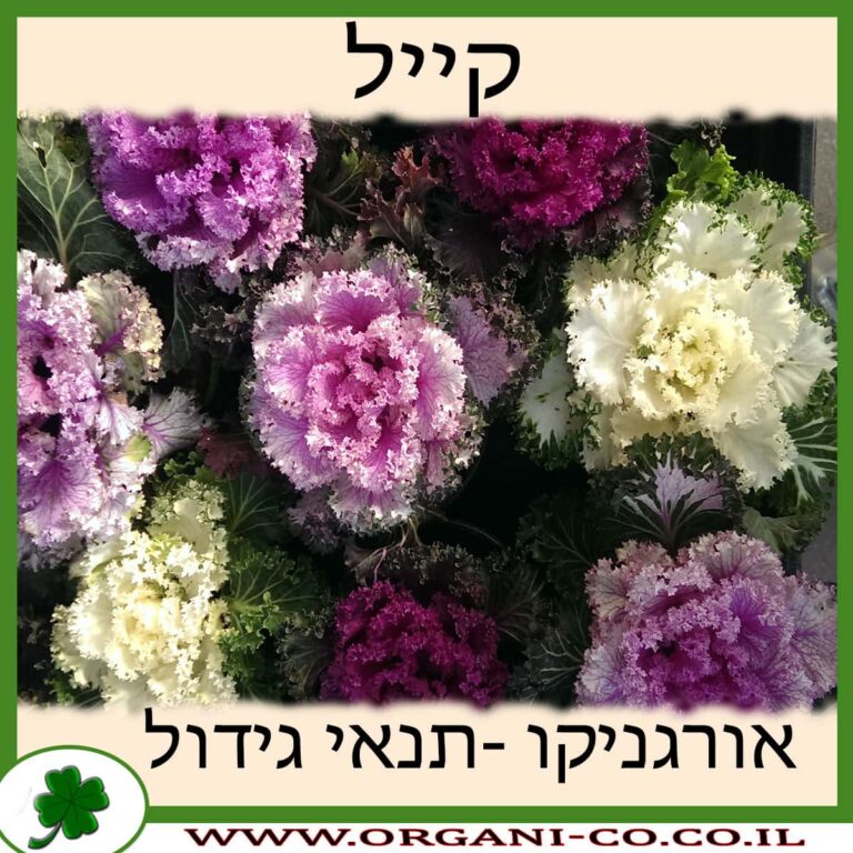 קייל קייל גידול צמח