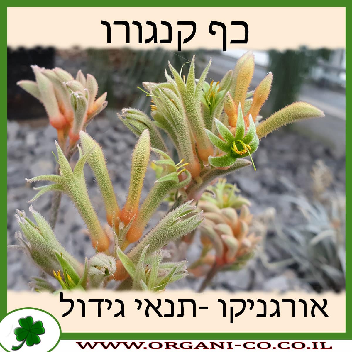 כף קנגורו