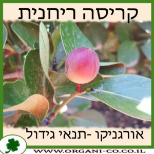 קריסה ריחנית גידול צמח