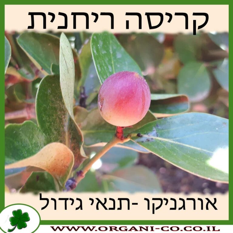 קריסה ריחנית קריסה ריחנית גידול צמח