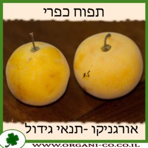 תפוח כפרי