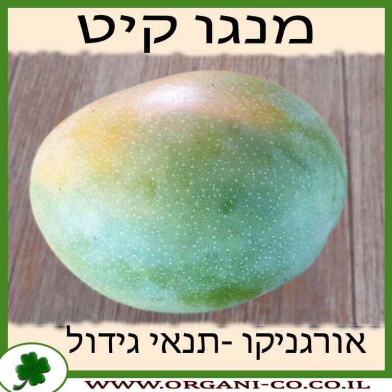 מנגו קיט מנגו קיט