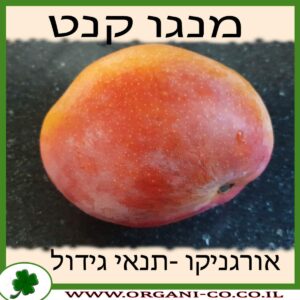 מנגו קנט