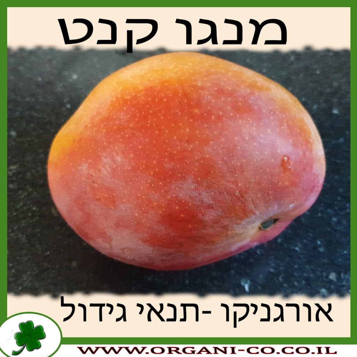 מנגו קנט