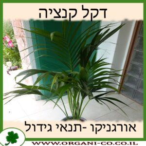 דקל קנציה