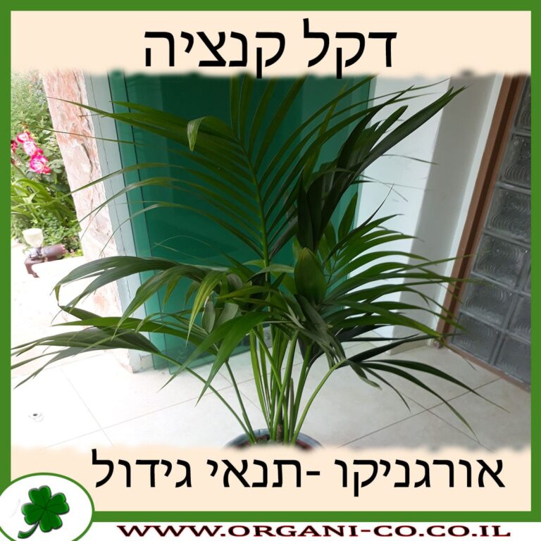 דקל קנציה דקל קנציה