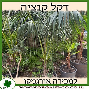 דקל קנטיה למכירה - מחיר