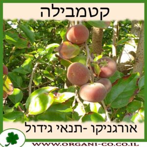 קטמבילה גידול צמח