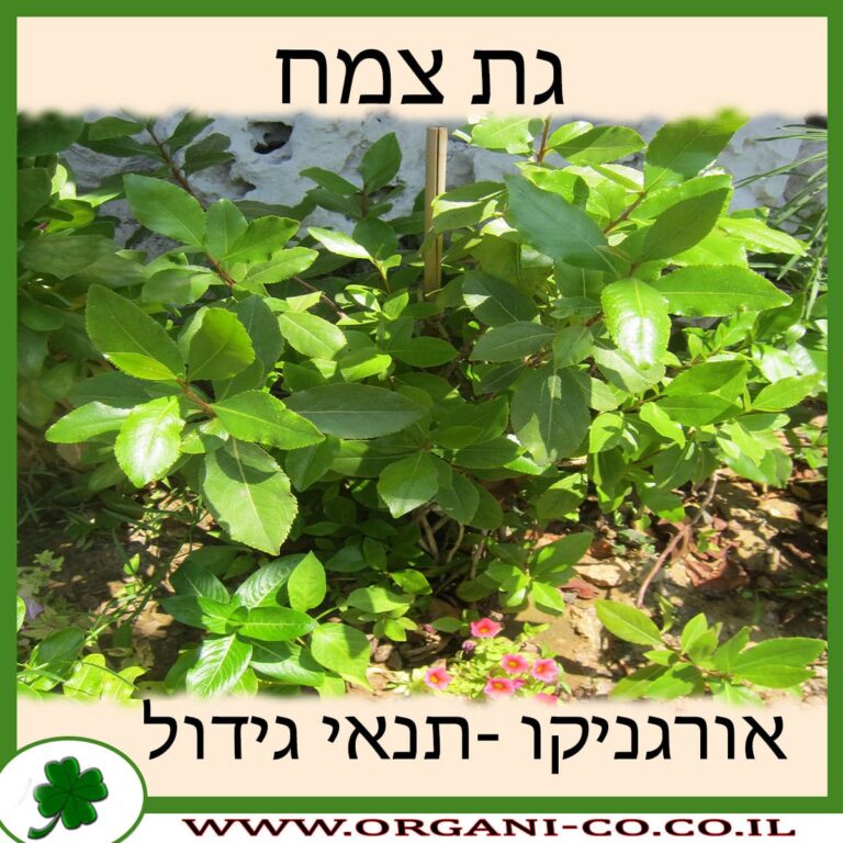 גת צמח גת צמח