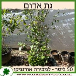 גת אדום 50 ליטר