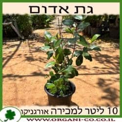 גת אדום 10 ליטר