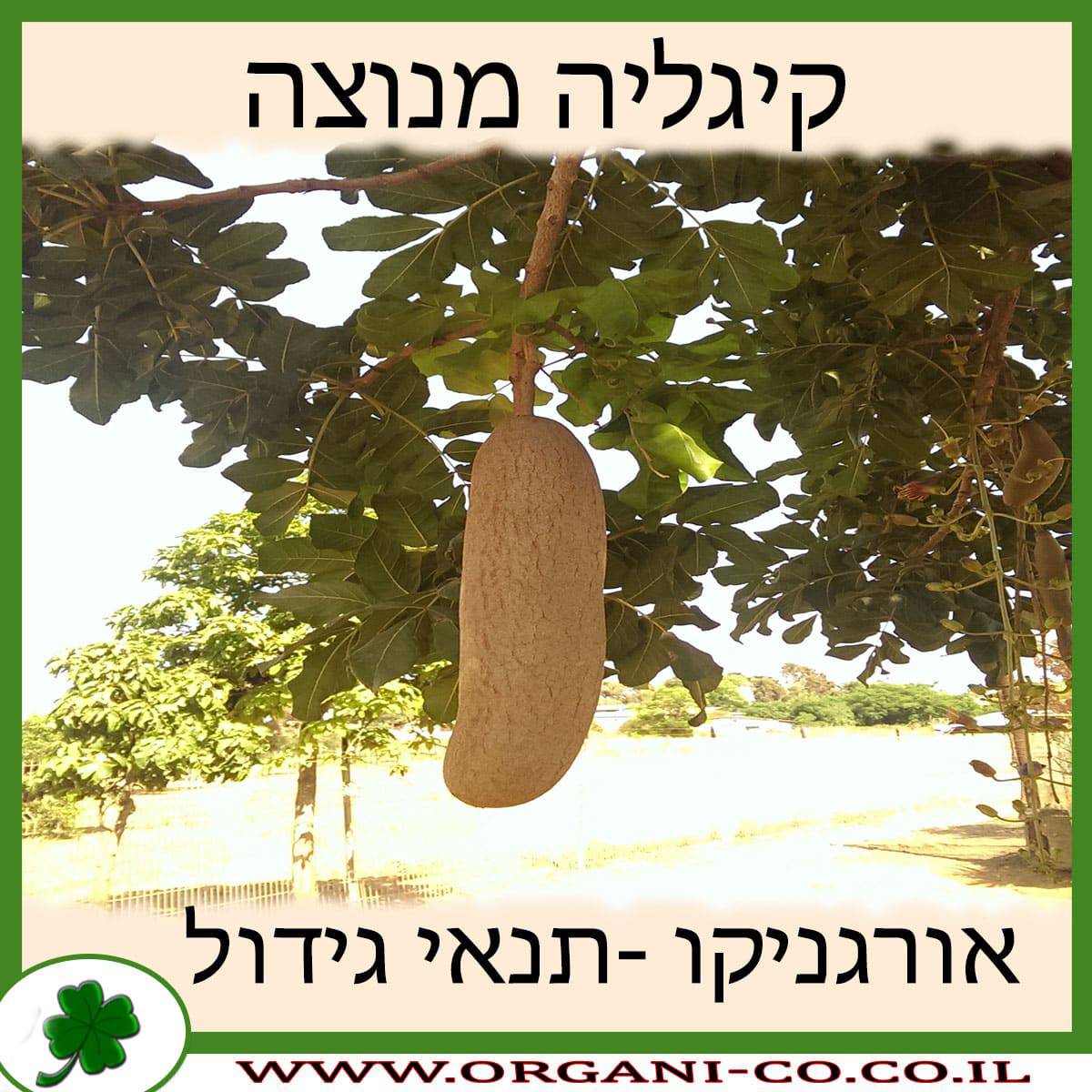 קיגליה מנוצה