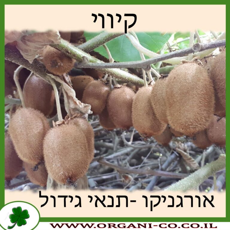 קיווי קיווי תנאי גידול
