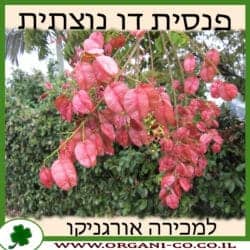 פנסית דו נוצתית 25 ליטר