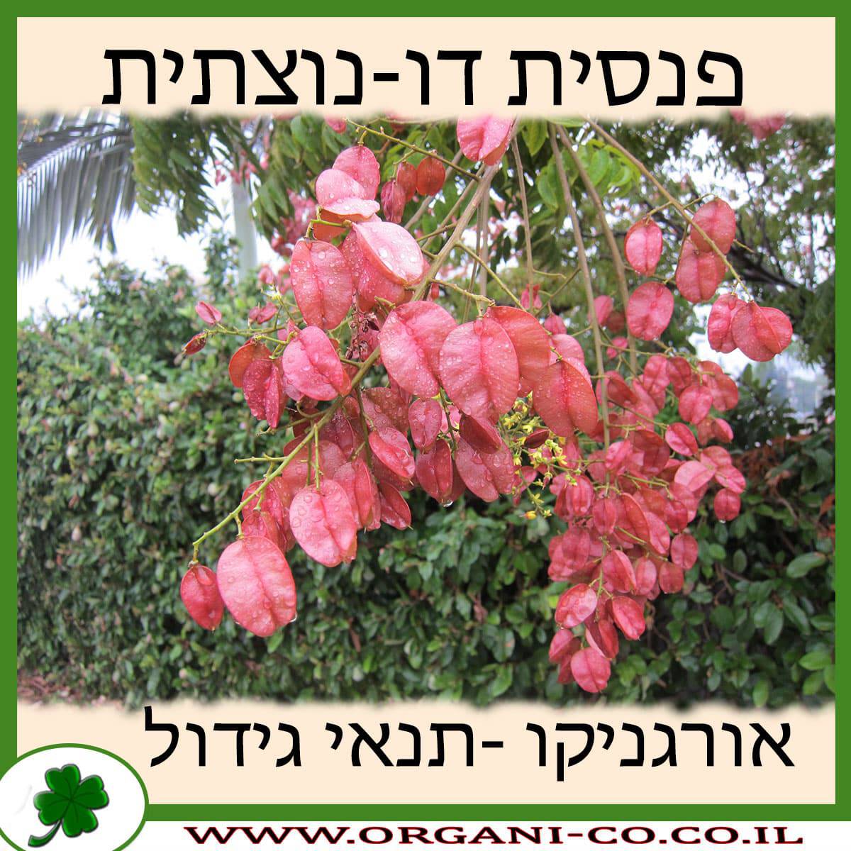 פנסית דו-נוצתית