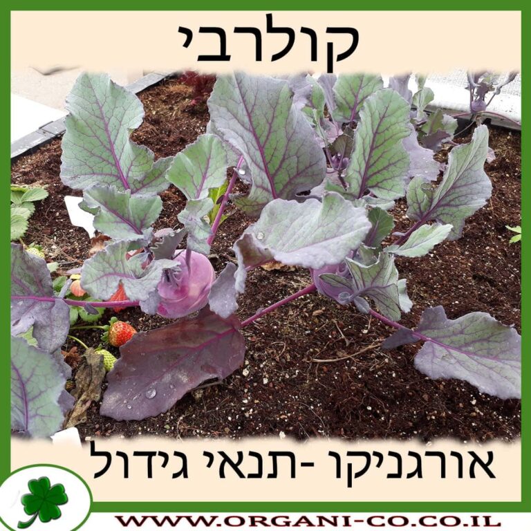 קולרבי קולרבי גידול צמח