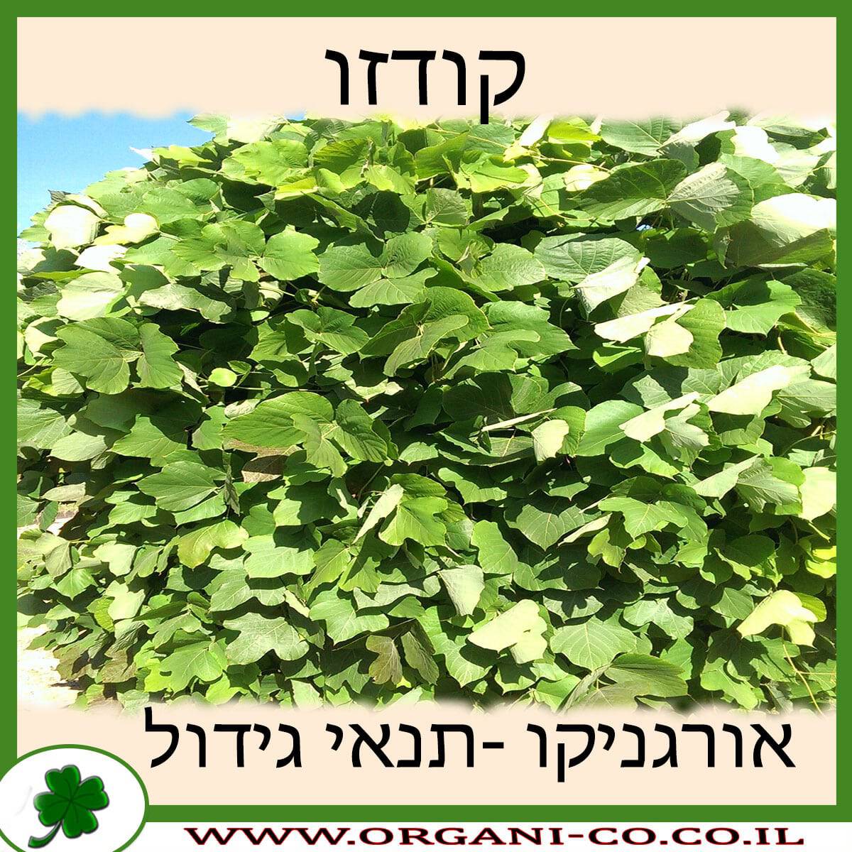 קודזו