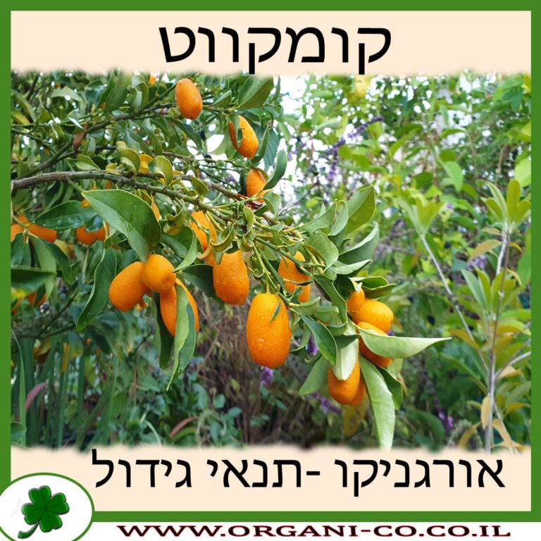 קומקווט קומקווט גידול צמח