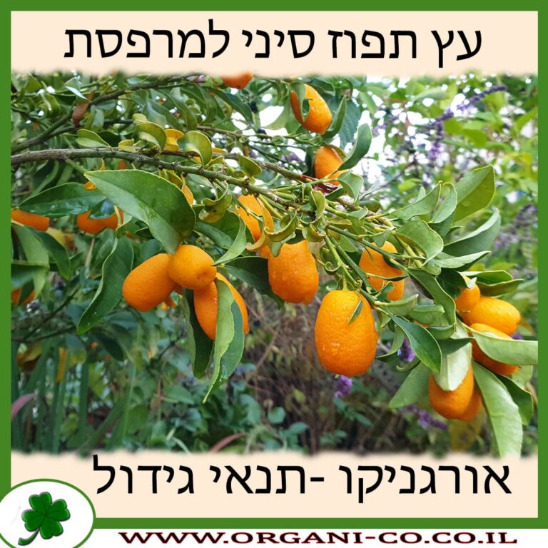 עץ תפוז סיני למרפסת
