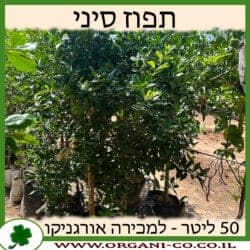 תפוז סיני 50 ליטר