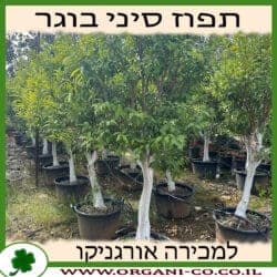 תפוז סיני בוגר 4 צול
