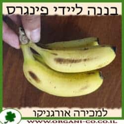 בננה ליידי פינגר