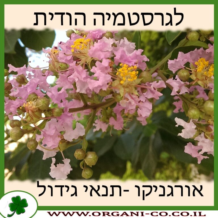 לגרסטרמיה הודית לגרסטרמיה הודית