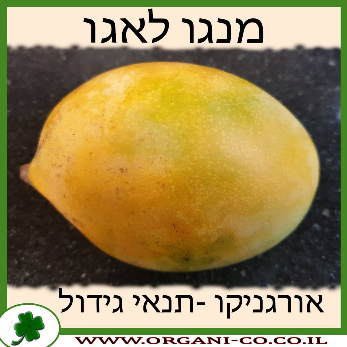 מנגו לאגו