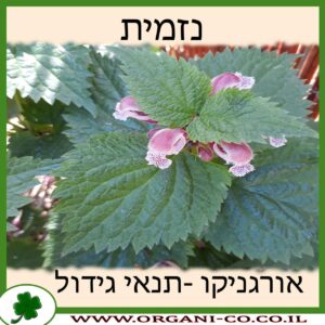 נזמית