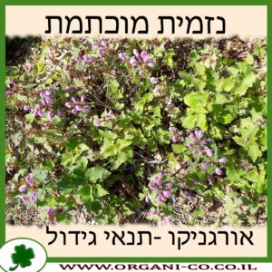 נזמית מוכתמת