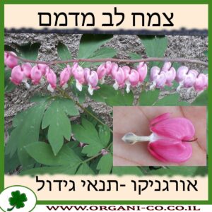 צמח לב מדמם