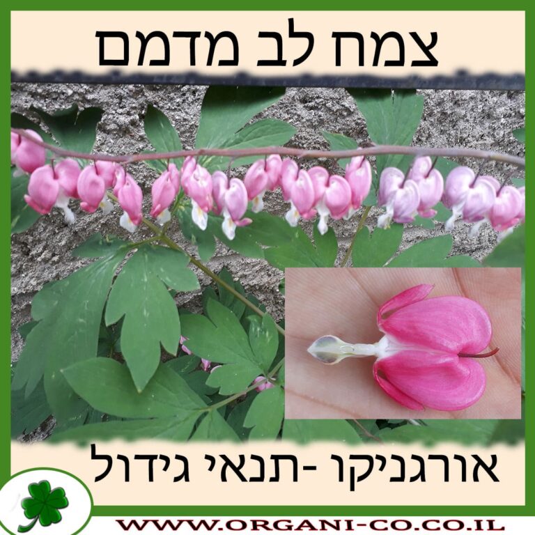 צמח לב מדמם צמח לב מדמם