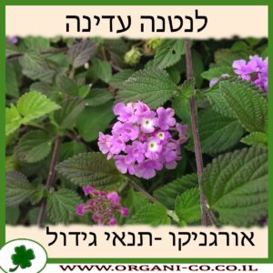 לנטנה עדינה