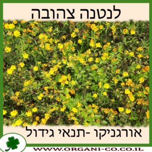 לנטנה צהובה