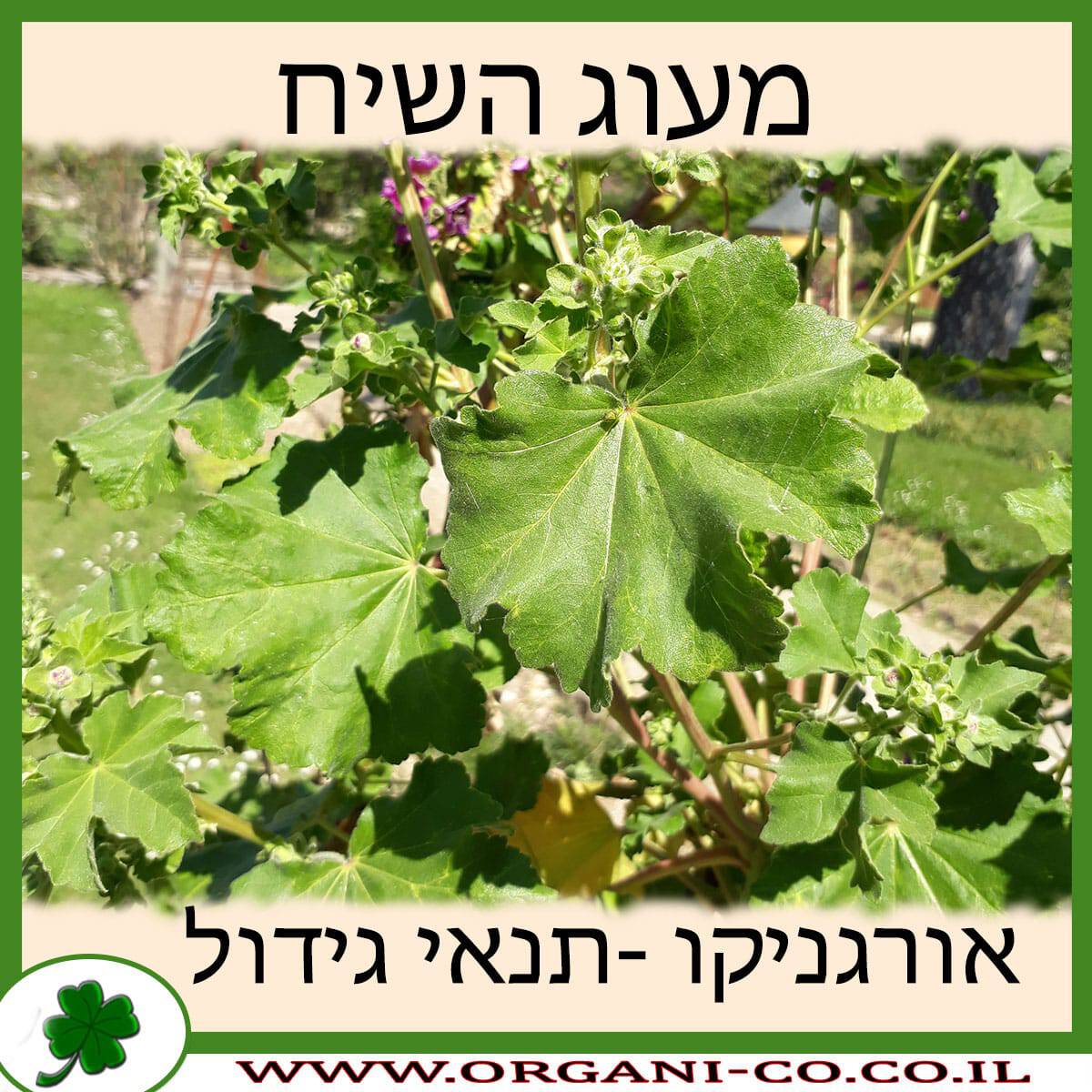 מעוג השיח