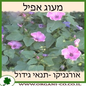 מעוג אפיל