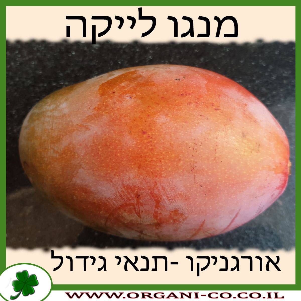 מנגו לייקה