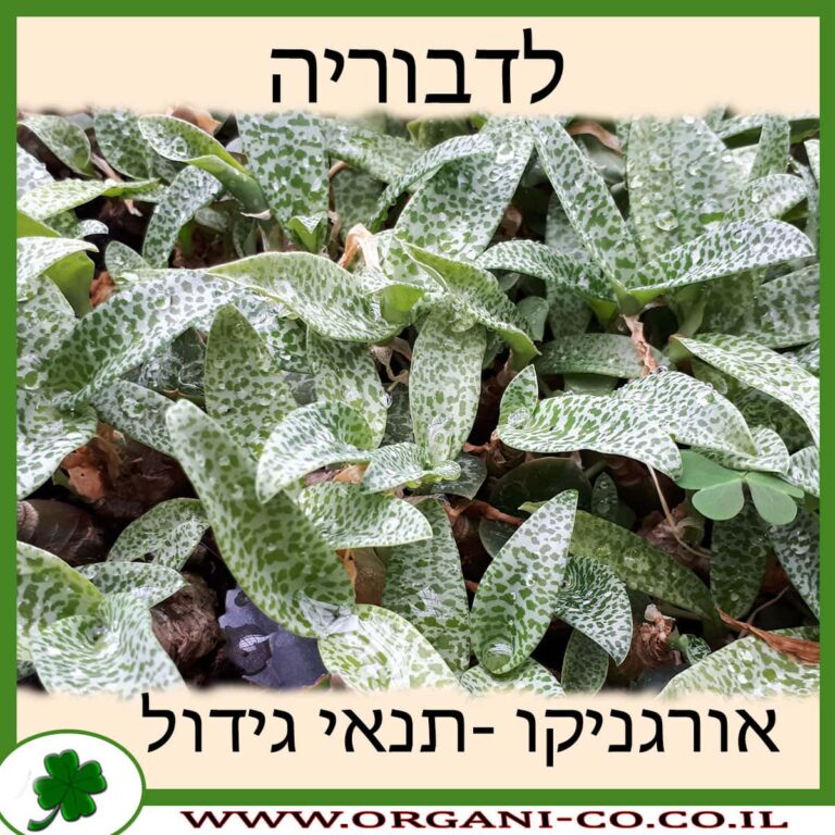 לדבוריה לדבוריה