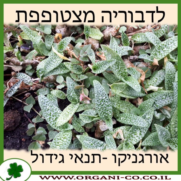 לדבוריה מצטופפת לדבוריה מצטופפת
