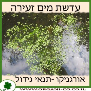עדשת מים זעירה